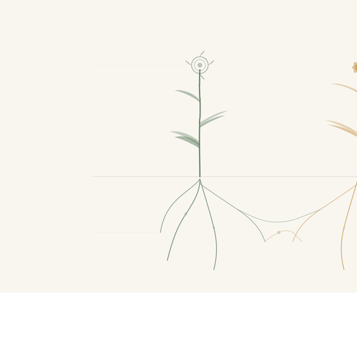 Botanical illustration